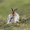 Mountain Hare (Lepus timidus) scratching, Scotland